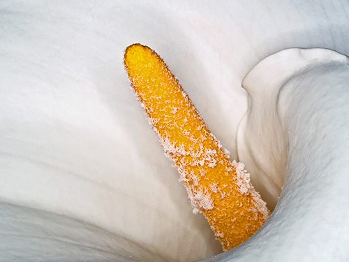 Image of Zantedeschia Aethiopica af Pauline Snoeijs